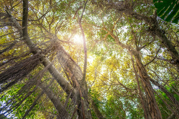 Obraz premium patrząc w głąb dżungli - drzewa w lesie deszczowym