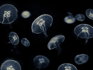 Obraz na płótnie Canvas white jellyfish on black background 
