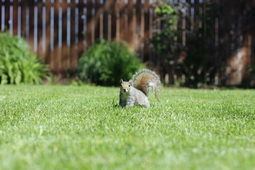 Squirrel 