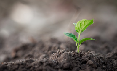 Growing young sprout