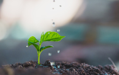 Watering plants, macro, concept