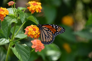 Butterfly,Insect,Nature,Garden,Flower