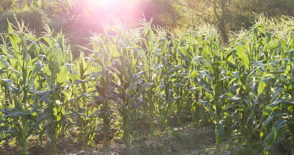 Wall mural corn field under sunlight