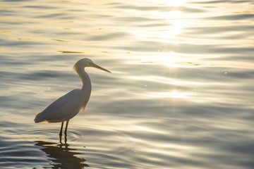 Heron Sunrise