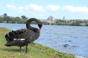 Black Swan by lakeside