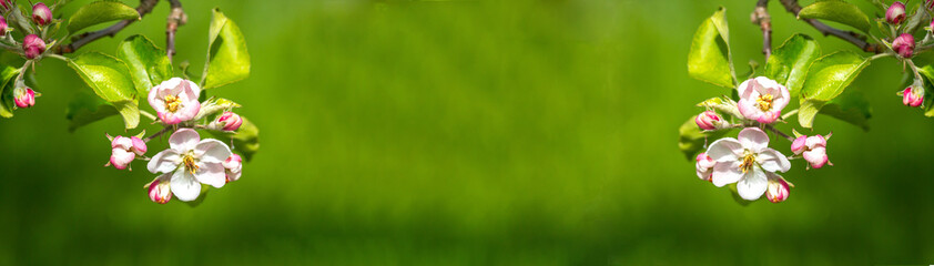 Apfelbluete Panorama