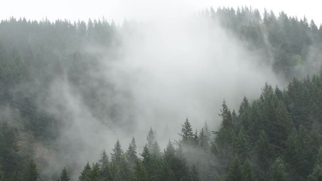 Time lapse shot of clouds moving over trees in forest at Mount Rainier National Park