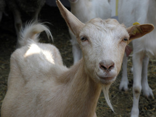 Goat Face Close Up