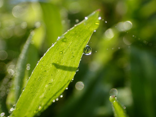 dew on the plants in the morning