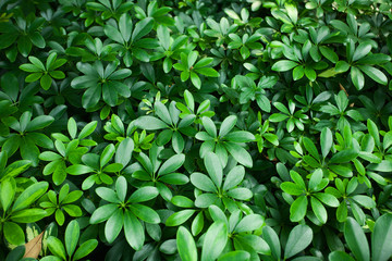 Tropical rainforest - tropical plant colony making natural pattern