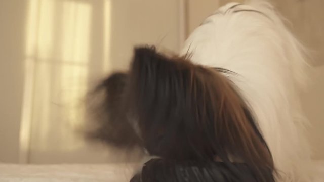 Young dog breeds Papillon Continental Toy Spaniel gnaws rubber tire - a fun tire changer stock footage video