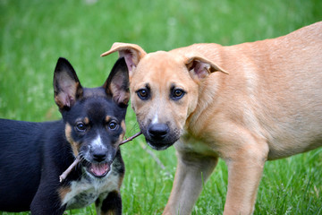 black and tan best friend puppies playing with stick
