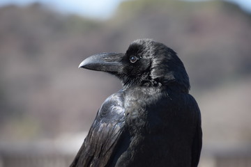 カラスのアップ画像