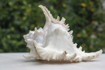 marine mollusk against a plants background