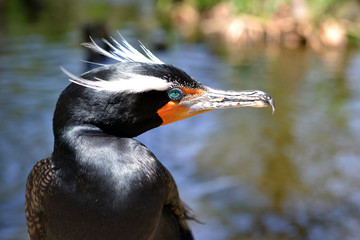 fishing bird with huge eyebrows and blue eyes