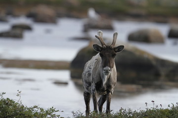 Barren-ground caribou standing on tundra near water in late summer