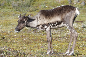 Naklejka na ściany i meble Young barren-ground caribou standing on the green tundra in August