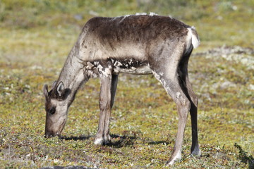 Naklejka na ściany i meble Young barren-ground caribou grazing along the tundra in August near Arviat