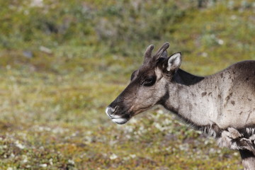 Naklejka na ściany i meble Close-up of a young barren-ground caribou with the green tundra in the background in August