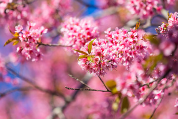 Sakura flower or Cherry blossom in the park,nature background