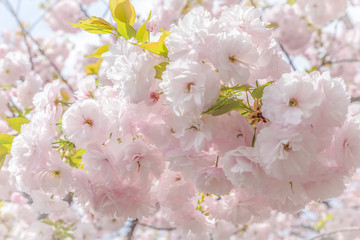 Sakura flower or Cherry blossom in the park,nature background