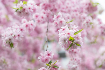 Sakura flower or Cherry blossom in the park,nature background