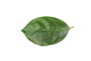 Naklejka na ściany i meble Green leaf isolated on white background