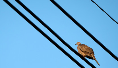 Chinese Spot-Necked Turtle Dove