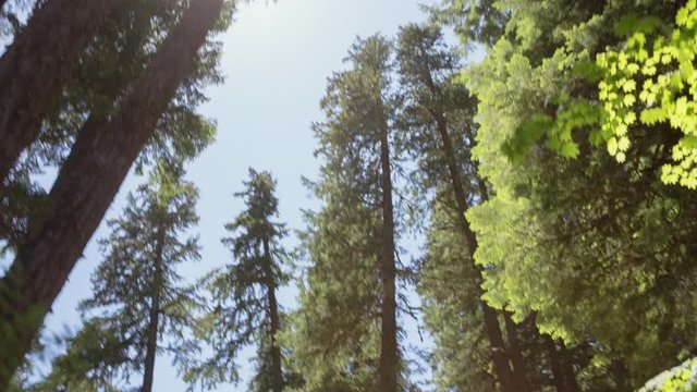 Handheld shot of friends walking at mount hood national forest on sunny day