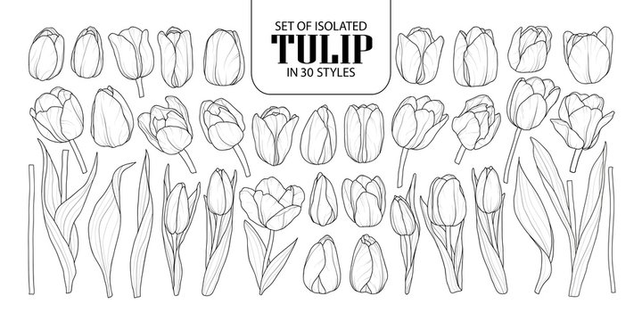Set of isolated Tulip in 30 styles. Cute hand drawn flower vector illustration in black outline and white plane.