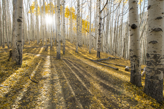 Late Afternoon hike through Locket Meadow. Relaxing trees with fall yellow leaves. Dramatic lighting.