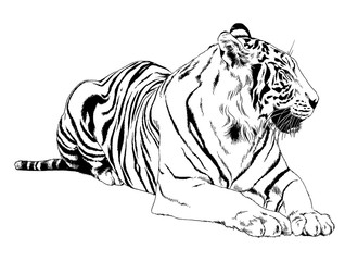 big tiger painted with ink by hand on a white background logo predator