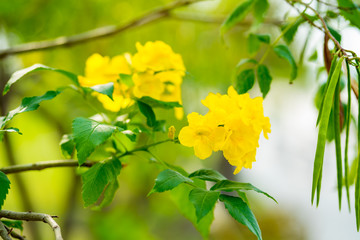 Tecoma stans (Yellow bell, Yellow elder, Trumpetbush, Trumpetflower) ; An outstanding features textures of fully blossoming yellow bouquet. surrounding with green leaves. close up, natural sunlight.
