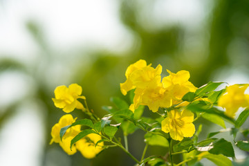 Tecoma stans (Yellow bell, Yellow elder, Trumpetbush, Trumpetflower) ; An outstanding features textures of fully blossoming yellow bouquet. surrounding with green leaves. close up, natural sunlight.