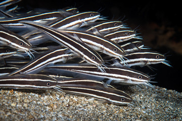 Striped Catfish
