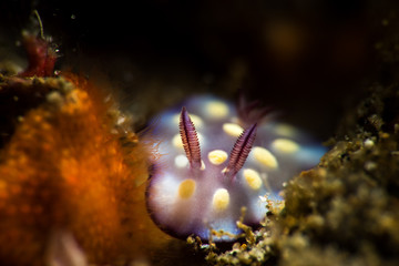 Obraz na płótnie Canvas Mexichromis Nudibranch