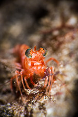 Bigeye Shrimp