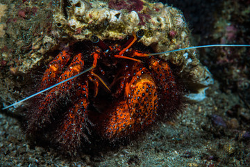 Hermit Crab