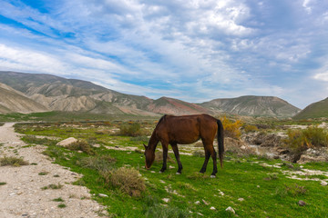 Fototapeta na wymiar Horse grazing in the highlands