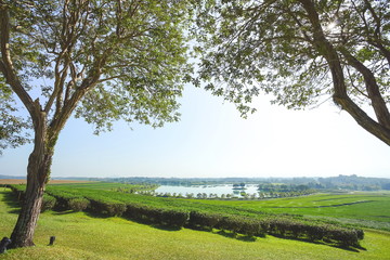 Beautiful view tree and tea plantation with lake