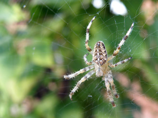 Spider closeup