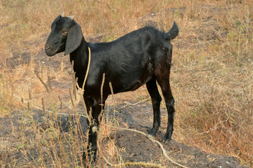 black goat 