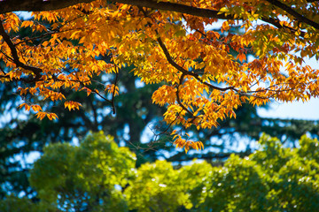 Leaves color change in autumn season at Japan