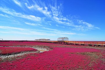 Panjin red beach, Liaoning, China