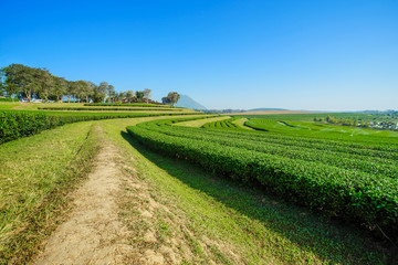 Landscape of tea plantation blue sky background