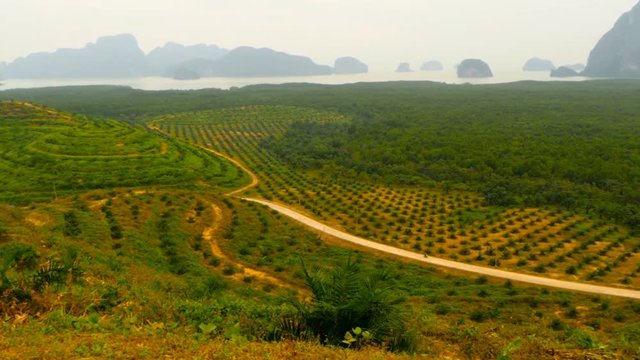Plantations of oil palm tree rows are seen from above. Tropical landscape.