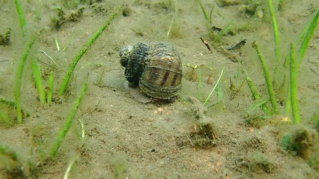 Caddisfly larva swimming around a Viviparus river snail