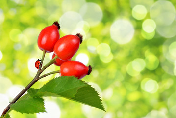 Rose hips (Rosa canina) close up on green natural background.