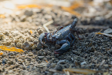 Emperor Scorpion (Pandinus imperator) on the ground