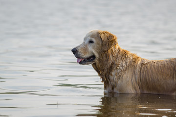 Golden Retriever dog in the water